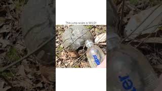 Une tortue sauvage saute sur un randonneur !