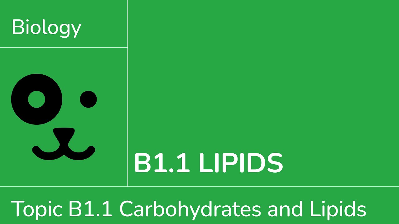 B1.1 Lipids [IB Biology SL/HL]
