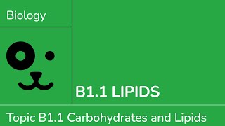 B1.1 Lipids [IB Biology SL/HL]