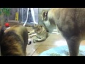 Behind The Scenes At Lion Camp