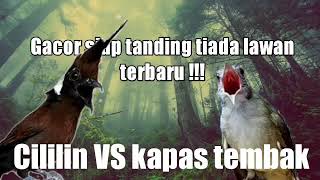 Download lagu cililin vs kapas tembak terbaruu 1 jam full gacor for latihan !! mp3