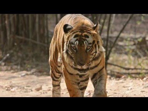 Tiger tribute | King of Indian jungle