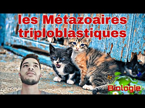 , title : 'la faunistique Métazoaires triploblastiques بالدارجة'