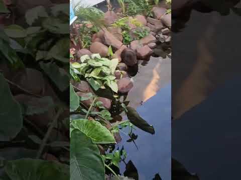 Pequena cachoeira no Parque de Exposições Álvaro Dias em Marechal Cândido Rondon -Pr.