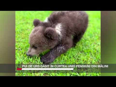 PUI DE URS GĂSIT ÎN CURTEA UNEI PENSIUNI DIN MĂLINI