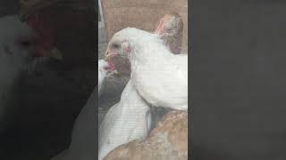 今日のにわとり #03 #にわとり #動物 #ゲーム開発 #chicken #ゲームデザイナー #murga
