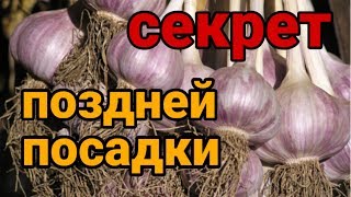 ЧЕСНОК ПОД ЗИМУ. КАК и КОГДА САЖАТЬ ЧЕСНОК. СЕКРЕТ