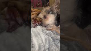 Video preview image #1 Mutt Puppy For Sale in Grafton, WI, USA