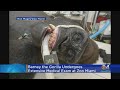 Barney The Gorilla Undergoes Extensive Medical Exam