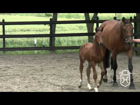 HEI265 Stutfohlen von Casall   Carthago   Caletto II