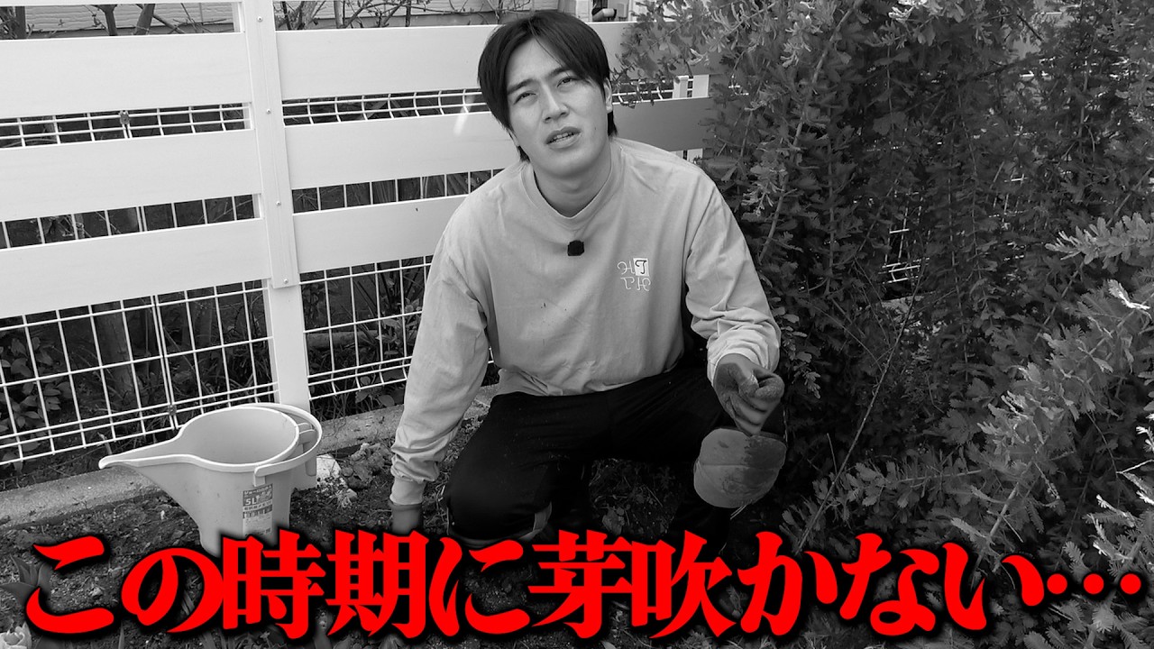 管理をサボった結果、やらかしました・・・【ガーデニング】【園芸】【園芸初心者】【じゅんぺい君】