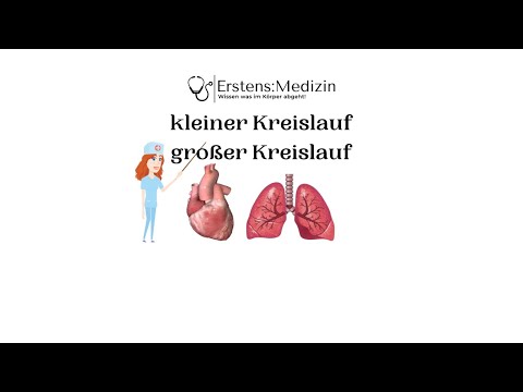 kleiner und großer Kreislauf