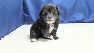 ハーフ犬の動画01