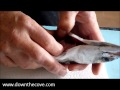 Gutting A Mackerel