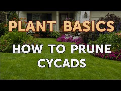 How to Dry an Overwatered Plant