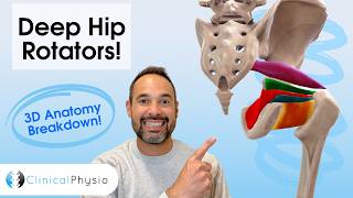 Deep Hip Rotator Muscles Explained | Anatomy for Physiotherapists