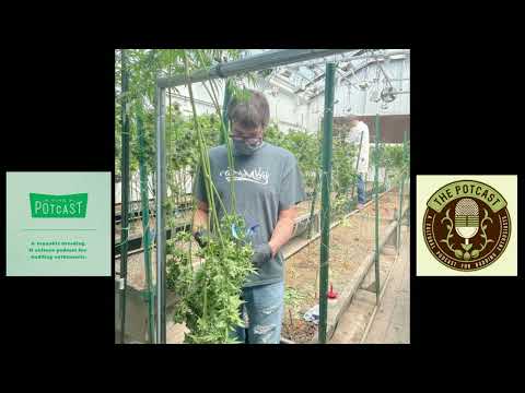 Episode 58.66 ft JJ-NYC of Top Dawg Seeds - 01/09/21 - The Pot Cast
