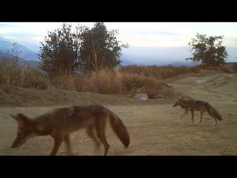 Bobcat! And a bunch of coyotes. Come back mountain lion!