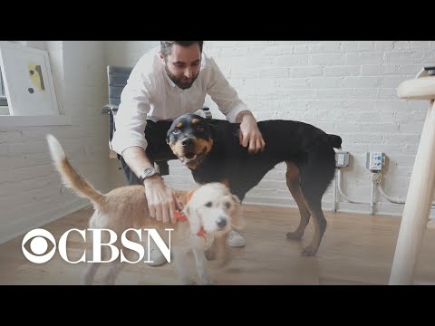 download lagu mp3 mp4 Farmfood He Dog Food Reviews, download lagu Farmfood He Dog Food Reviews gratis, unduh video klip Farmfood He Dog Food Reviews