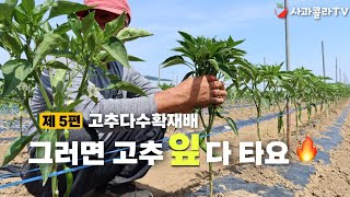 [고추재배 제5부] 다수확으로 가는 길