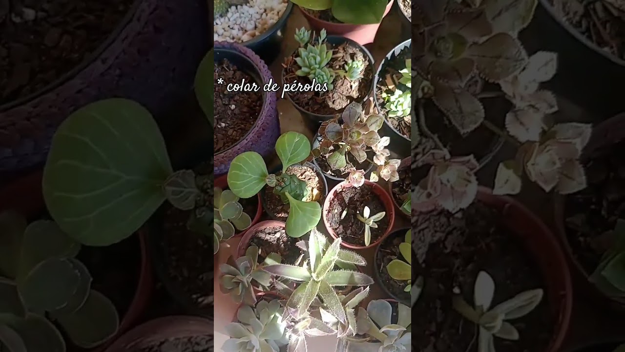 Haste floral do colar de pérolas