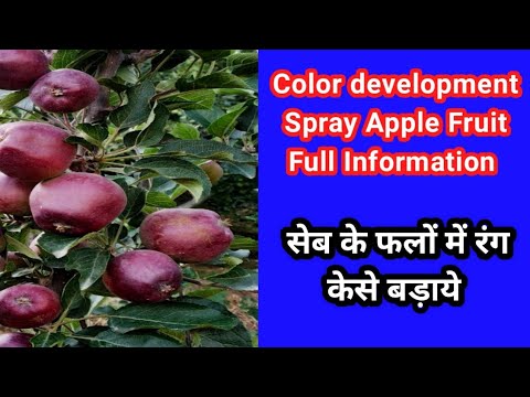 Apple Color Spray/Color Development Apple