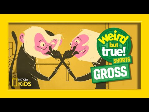 Weird But True And Gross! | Weird But True! Shorts Video