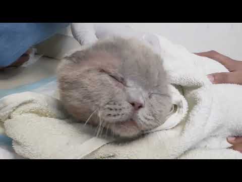 Cat got sick after loosing his owner | stopped eating after his Guardian Died