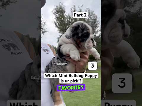 Self Defense Revolver Reviews: Charter Arms Bulldog Gun Review