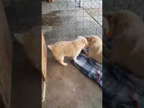 Mama Flora & Welpe Naima (8) - New Home for Strays e. V.