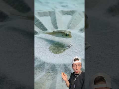 The White Spotted Pufferfish is an ARTIST