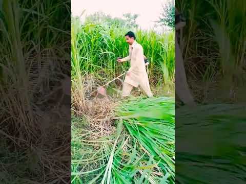 long grass cutting with brush cutter||complete video in comments