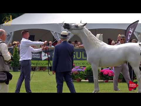 N.199 GE MAYSOUN - Bruges 2018 Int B - Straight Egyptian Senior Mares (Class 116)
