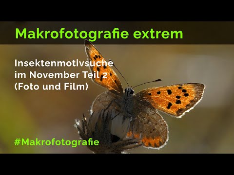 Insektenmotivsuche im November Teil 2 - Makrofotografie extrem