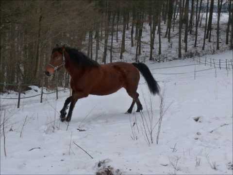 Mein Pferd im Schnee