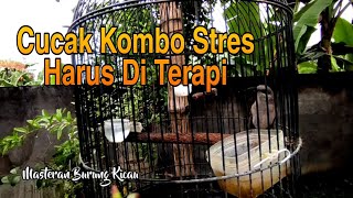 Download lagu Terapi Cucak Kombo Macet Bunyi Jadi Gacor Setelah Dengar Masteran Cucak Kombo Gacor mp3