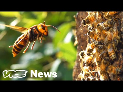 , title : 'Watch A ‘Murder Hornet’ Destroy An Entire Honeybee Hive'