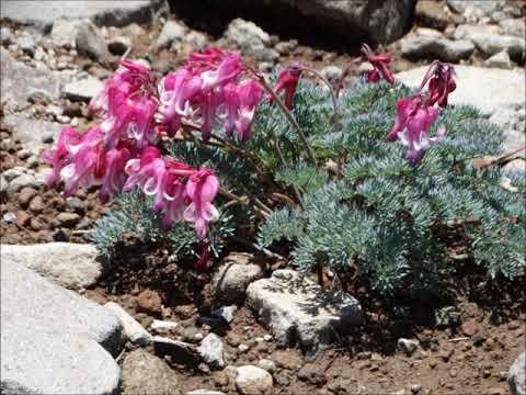 園芸 コマクサは燃えた心臓、出血した心臓