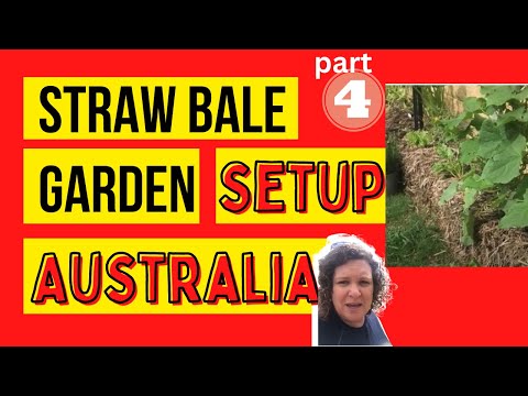Straw bale gardening using sugar cane bales  - part 4