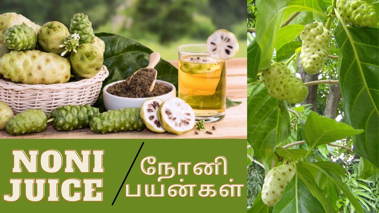 Noni Juice Tamil / Noni Juice Benefits Tamil / நோனி பயன்கள் / நோனி ஜூஸ் பயன்கள்