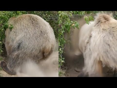 Rescue Bear Quickly Gets Agitated After Learning The Way She’s Supposed To Hibernate Video