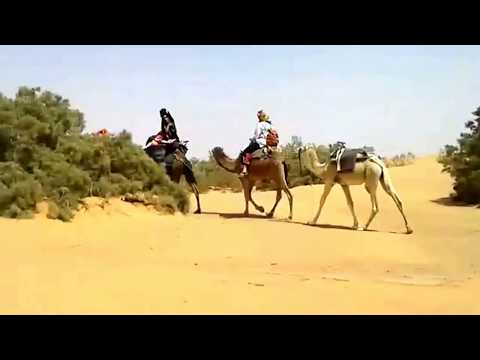 Die Schönheit der Sahara VI und das kleine weiße Kamel