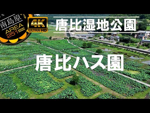 唐比ハス園｜唐比湿地公園｜諌早市森山町｜南島原ひまわり観光協会｜国道251号線沿い
