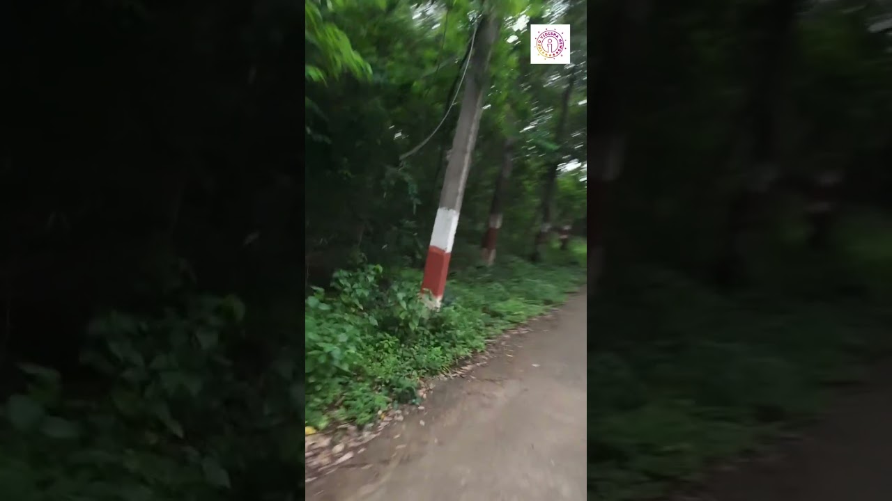 मन रम जायेगा ,बस घूम आइए इन हरे और घने  पेड़ो की छाव में