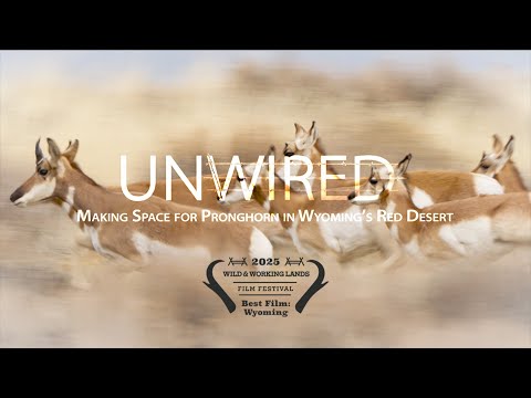 Unwired: Making space for pronghorn in Wyoming’s Red Desert