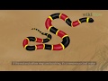 How To Tell The Difference Between A King Snake And A Coral Snake