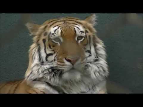 Big Cats at the Secret Garden, Mirage Las Vegas Nevada