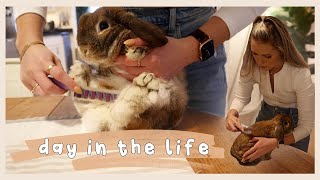 My Rabbit is MOLTING | Behind the Bun