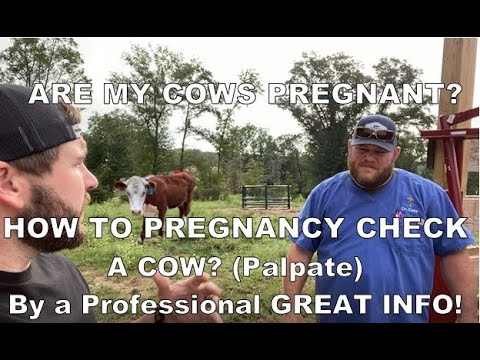 , title : 'How To Pregnancy Check A Cow? (Palpation) PLUS GREAT INFO From A Professional!'