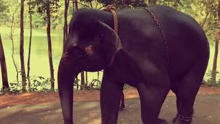 preview picture of video 'Kottoor | Elephants are here | Exploration 4'